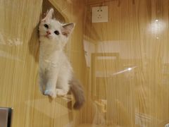 -屋虎猫馆(宝安大仟里店)