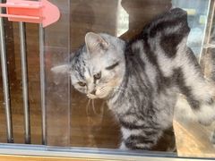 -A猫a狗全科·犬猫异宠·芥西宠物医院(南开总院)