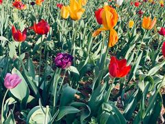 -洛阳郁金香牡丹园