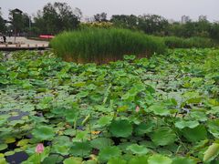-绿堤公园