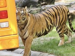 -北京野生动物园