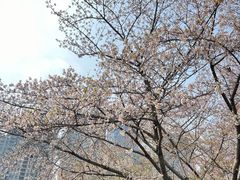 -西北湖绿化广场