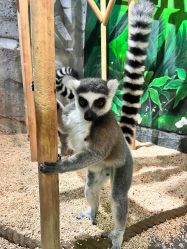 -Zoolung Zoolung动物主题公园(海信广场店)