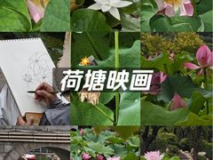 -莲湖公园
