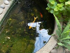 -大富贵烧烤公司(双廊店)