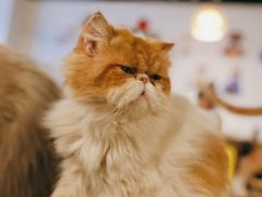 -Cappucimeow猫咪咖啡馆(韦伯时代店)