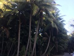 -东郊椰林