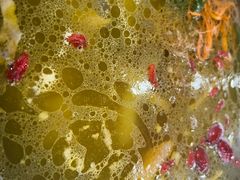 -乙丙丁正宗昭通天麻火腿鸡(总店)