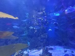 -烟台海昌鲸鲨海洋公园