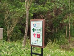-东平国家森林公园