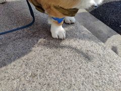 -艾贝尔宠物医院·狂犬免疫点(江山金象城店)
