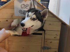 -Husky Go! 哈士奇体验馆·宠物咖啡厅狗咖