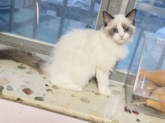 -萌兽医馆·绝育·24小时内科·宠物医院(德胜店)