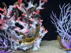 -欢乐海岸海洋奇梦馆