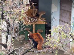 -青藏高原野生动物园