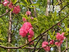 -上海共青森林公园