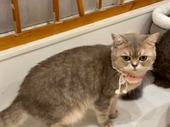 -Let's go狗咖·猫咖·奶狗·桌游(春熙路IFS店)