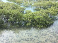 -北海金海湾红树林生态旅游区