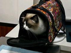 -派联宠物医院·24h·CT·异宠