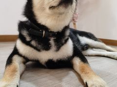 -柴迷FANS CLUB·柴犬狗咖·猫咖