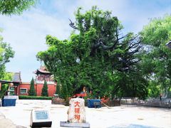 -大槐树寻根祭祖园