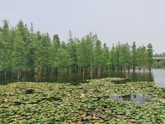 -白鹭湾湿地公园