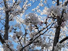 -高东镇樱花园