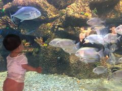 -沙沙哗啦海洋馆(华宇百花谷店)