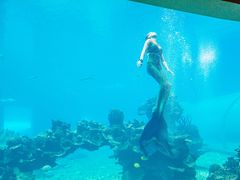 -海棠湾洲际-涛·海底餐厅·美人鱼·自助餐·海底隧道