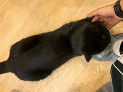 -有喵·猫咖·狗咖·30几只猫10只小狗(岗厦店)