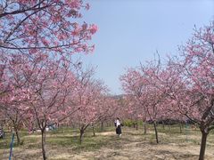 -天适樱花悠乐园