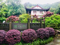 -十八棵（老龙井）御茶园(老龙井店)