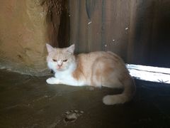 -猫猫幼稚园·撸猫·桌游·电玩
