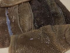 鲜毛肚-重庆渝达老火锅(春熙路店)