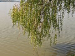-金银湖国家城市湿地公园