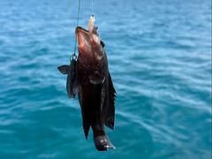 -小猫钓鱼海钓俱乐部(椰梦长廊店)