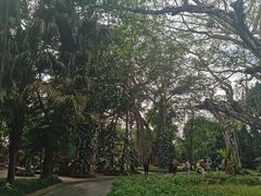 -瑞丽独树成林风景区