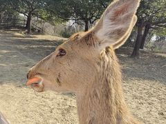 -常州淹城野生动物世界