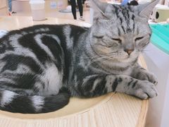 -猫和宫(六道口店)