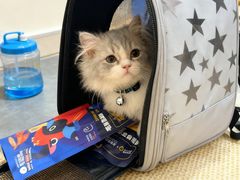 -欣宠猫屋·矮脚拿破仑·蓝金金渐层