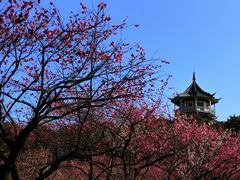 -无锡梅园公园