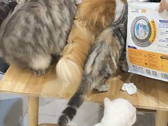 -楼上猫咖(罗湖店)
