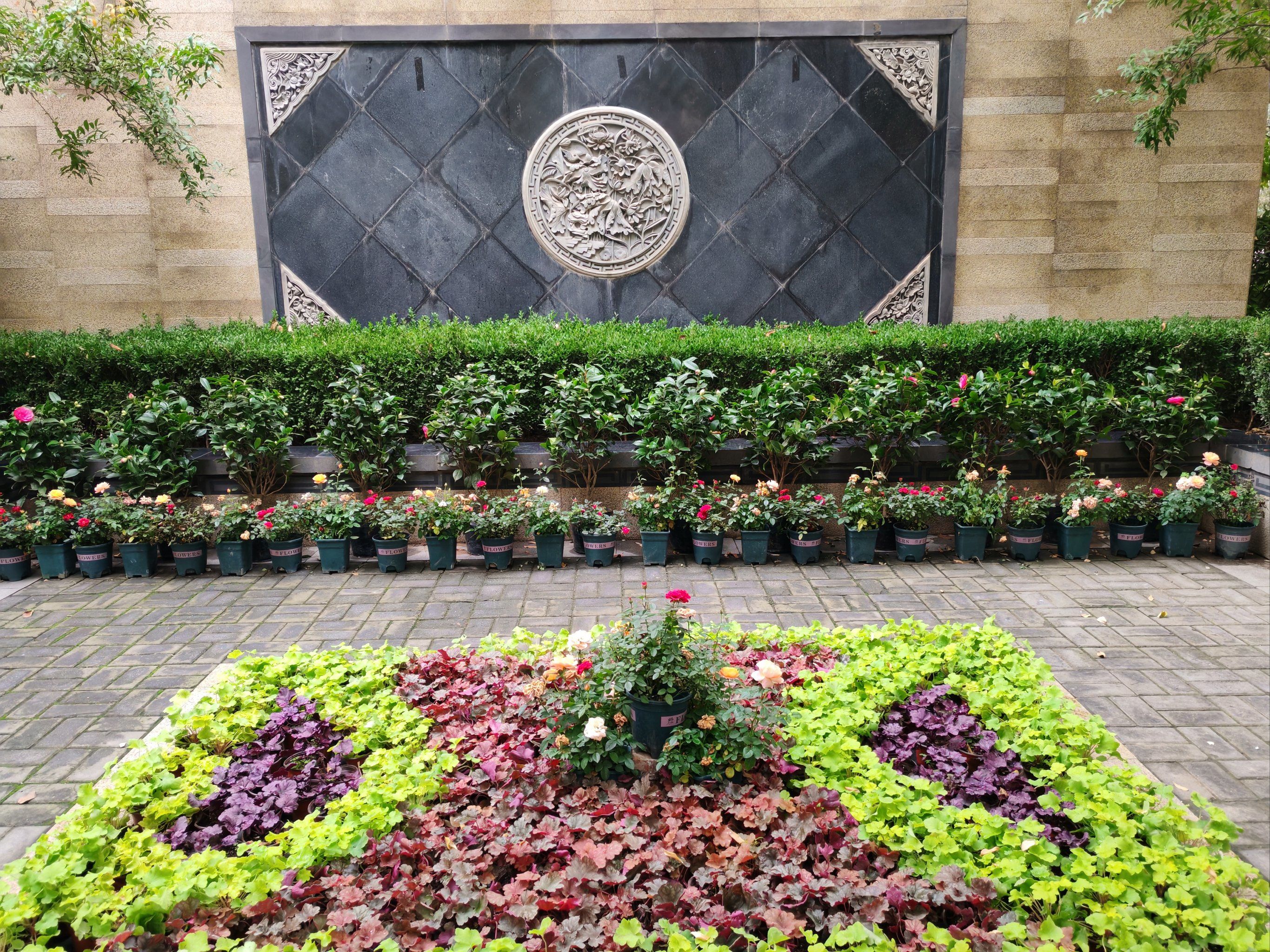 0元玩转这座城一进小区门,新布置了一个小花坛,有月季,还有一排茶花