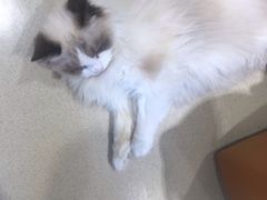-藏猫猫咖啡主题馆(中央大道店)