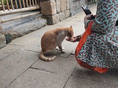 -龙华素斋(龙华路店)