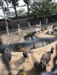 -上美四季动物农场