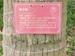 树-东莞植物园