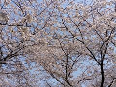 -武汉大学-樱园