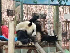 -栾川竹海野生动物园