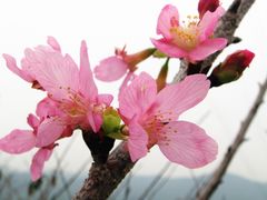 -天适樱花悠乐园